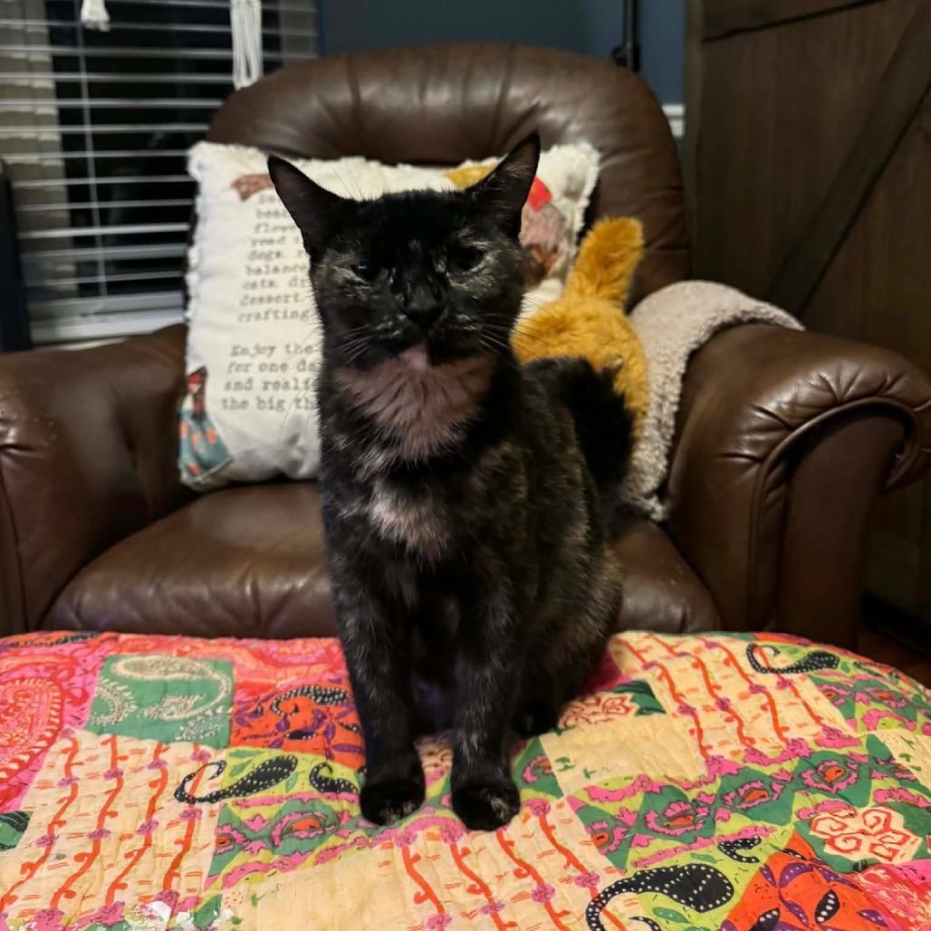 Enlarge Bear, a Adoptable Domestic Short Hair in Chattanooga, TN image 5/6