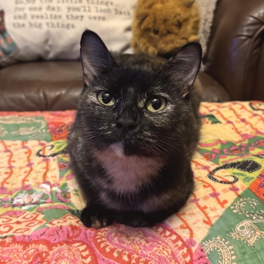 Enlarge Bear, a Adoptable Domestic Short Hair in Chattanooga, TN image 6/6