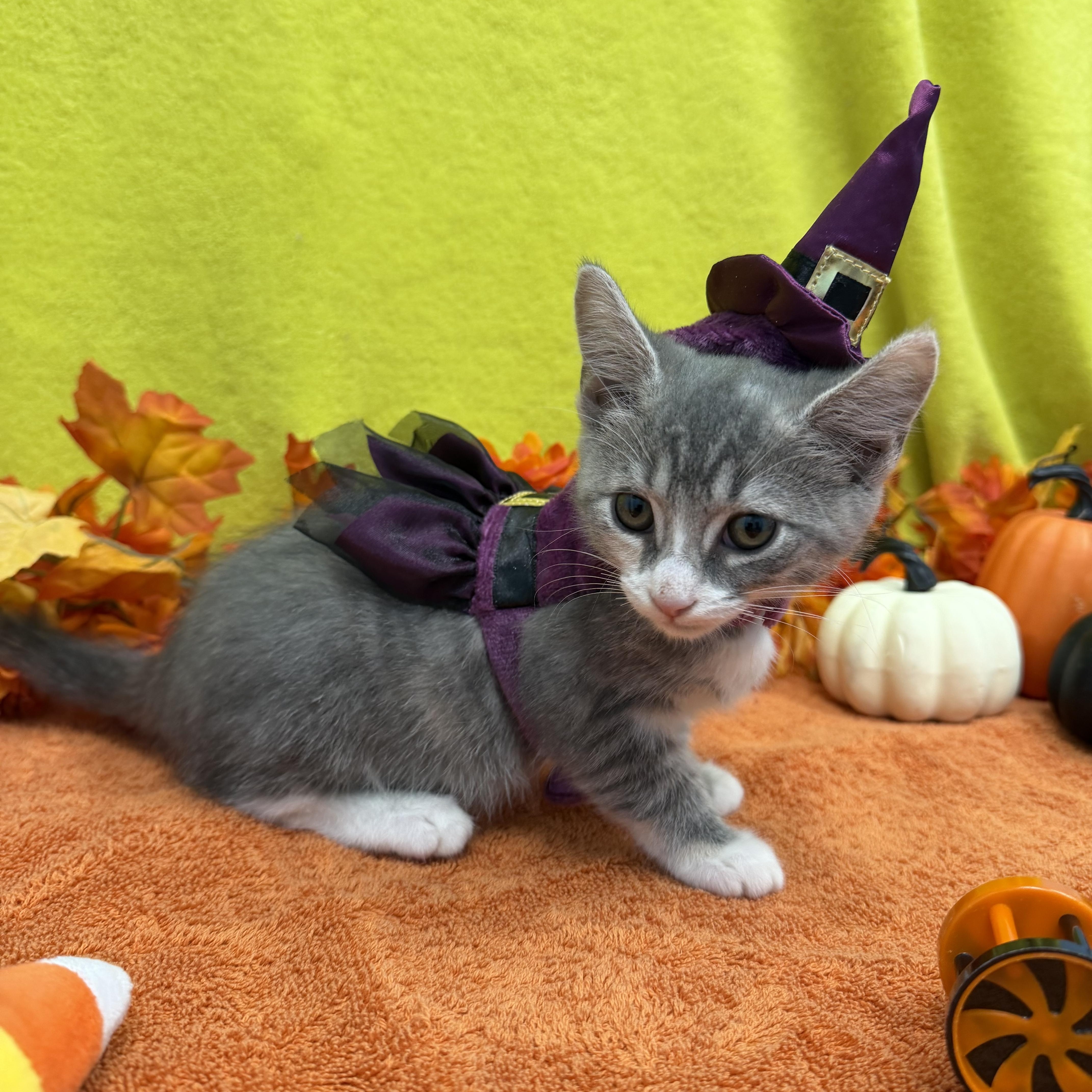 Enlarge Wraith, a Adoptable Domestic Short Hair in Bear, DE image 4/4