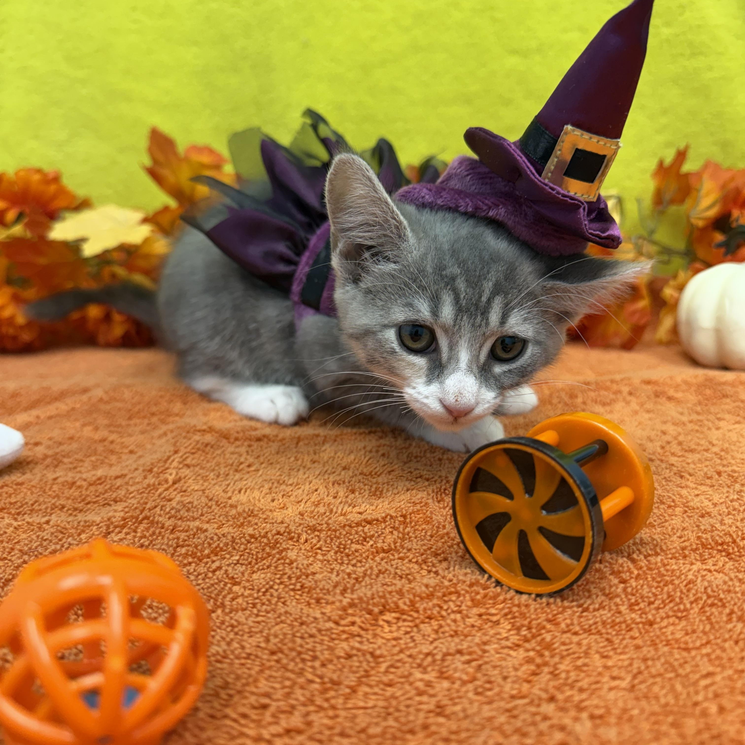 Enlarge Wraith, a Adoptable Domestic Short Hair in Bear, DE image 2/4