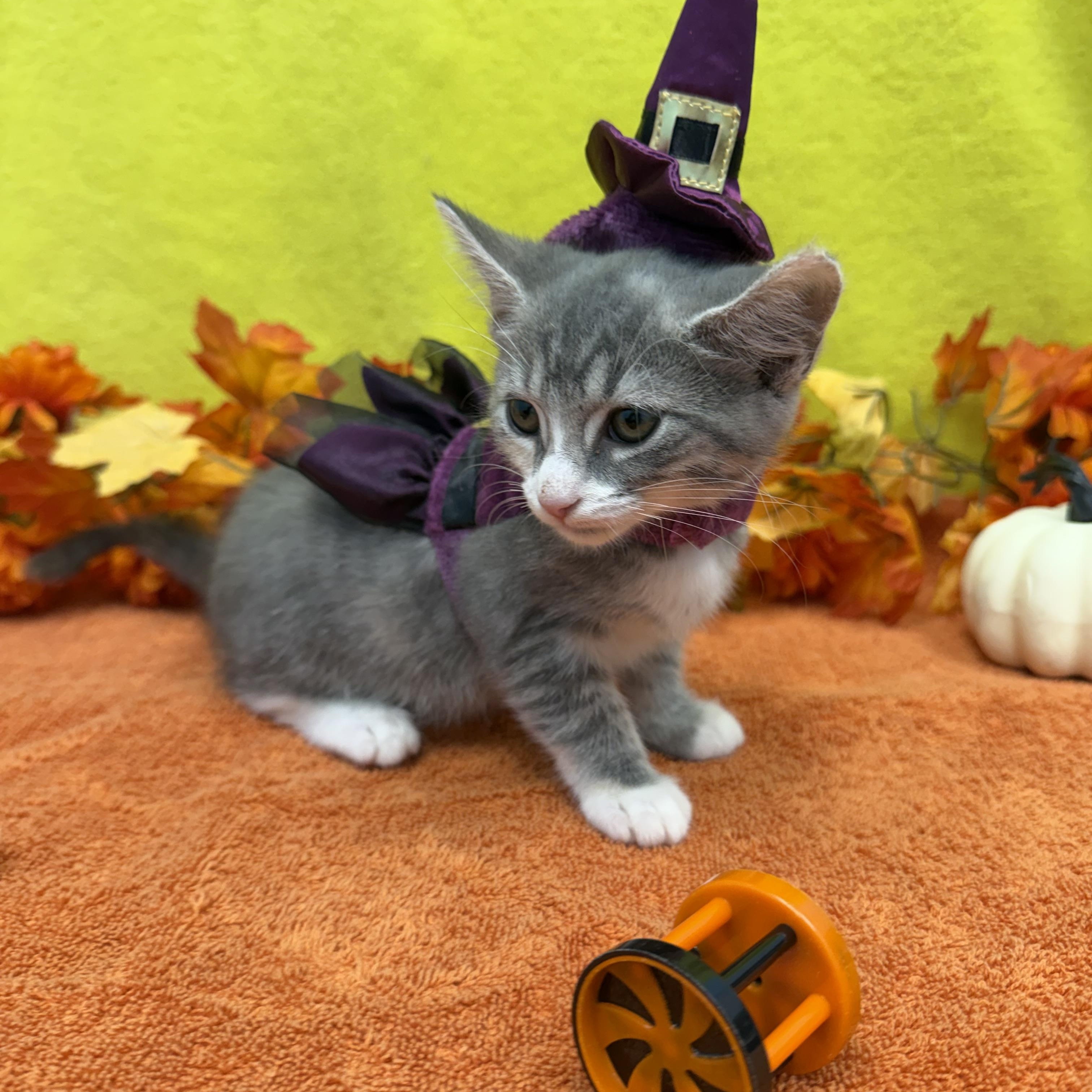 Enlarge Wraith, a Adoptable Domestic Short Hair in Bear, DE image 3/4