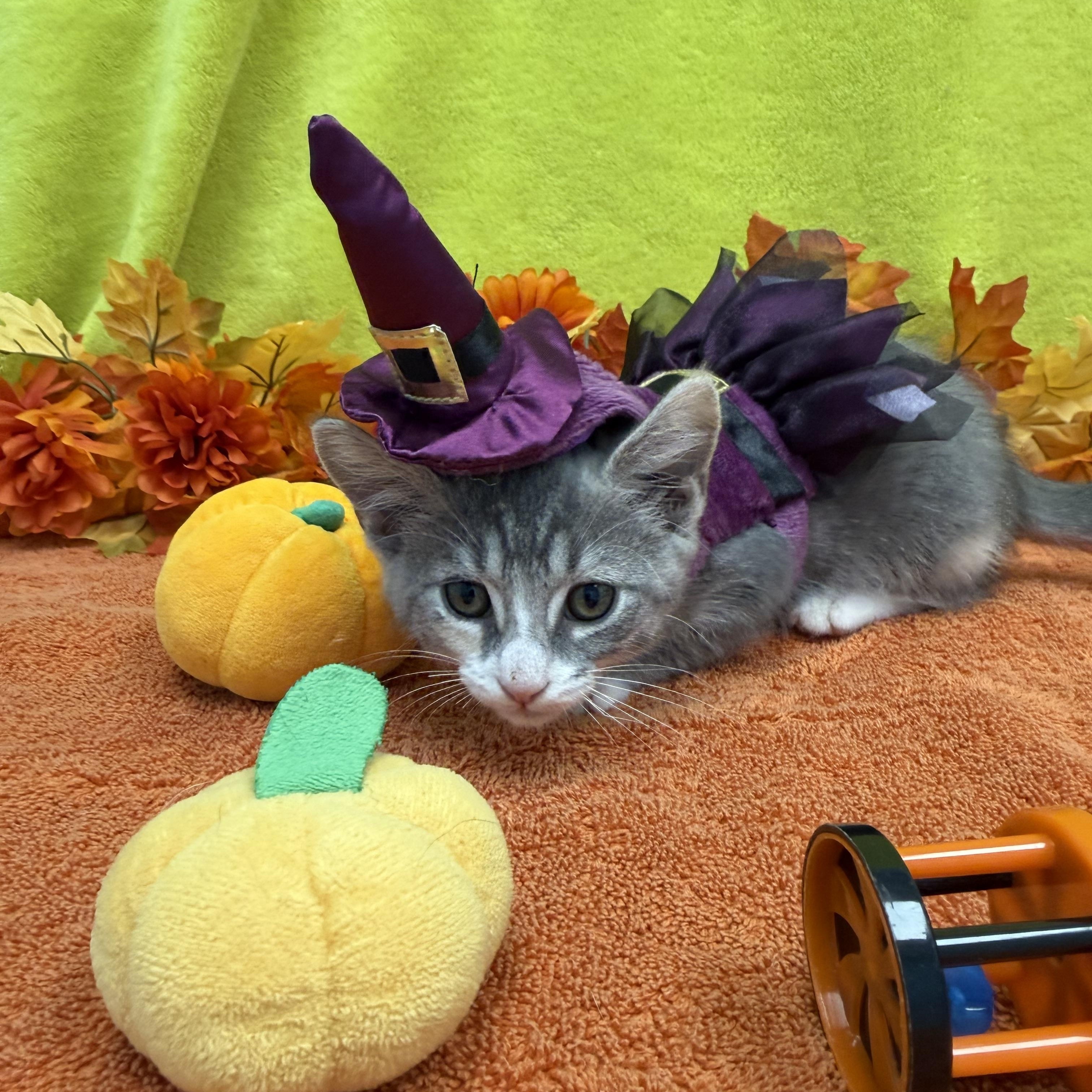 Enlarge Wraith, a Adoptable Domestic Short Hair in Bear, DE image 1/4