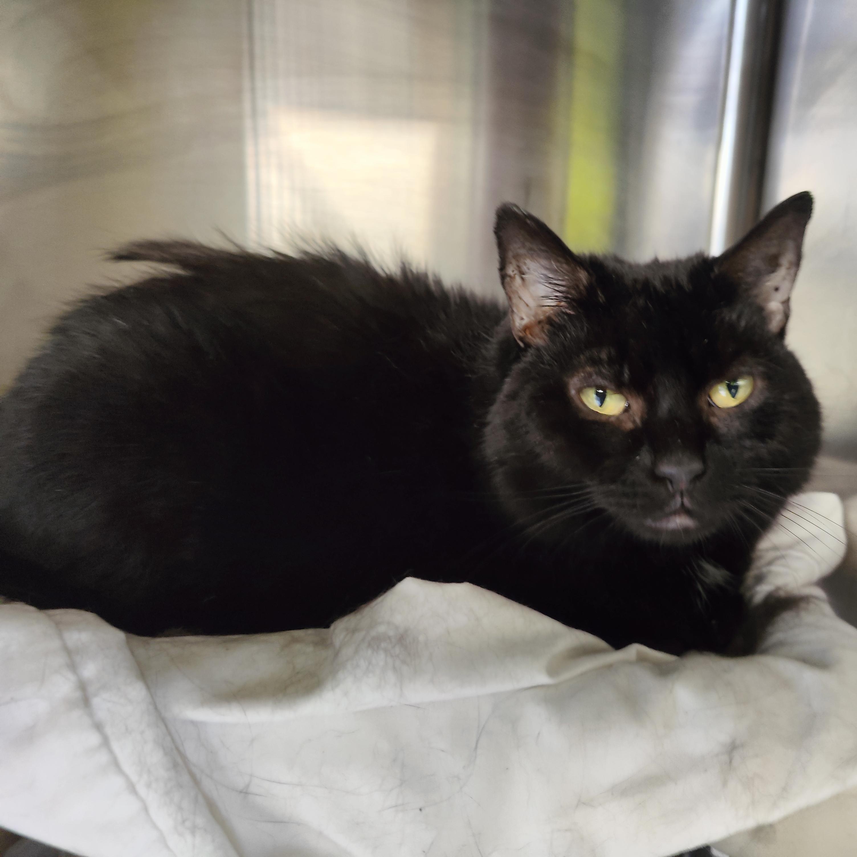Enlarge Silas, a ADOPTABLE Domestic Short Hair in Jersey city, NJ image 1/1