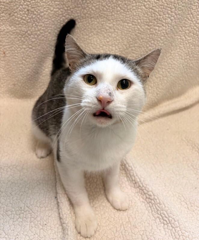 Keeta, Adoptable, Adult Male Domestic Short Hair.