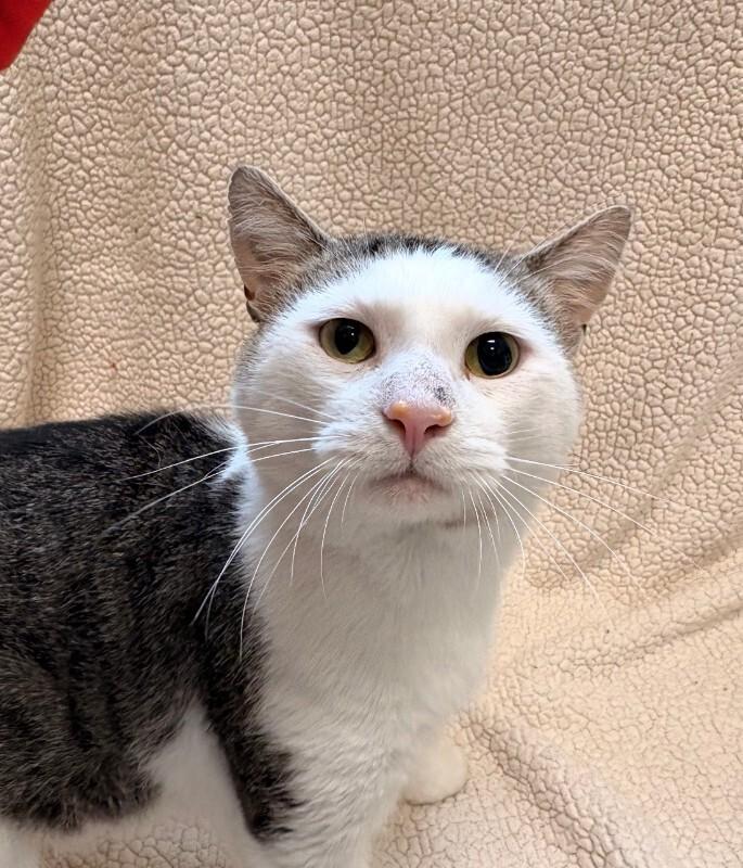 Keeta, a Adoptable Domestic Short Hair in Warren, PA image 2/4