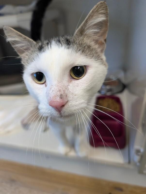 Keeta, a Adoptable Domestic Short Hair in Warren, PA image 3/4