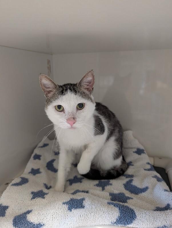 Keeta, a Adoptable Domestic Short Hair in Warren, PA image 4/4