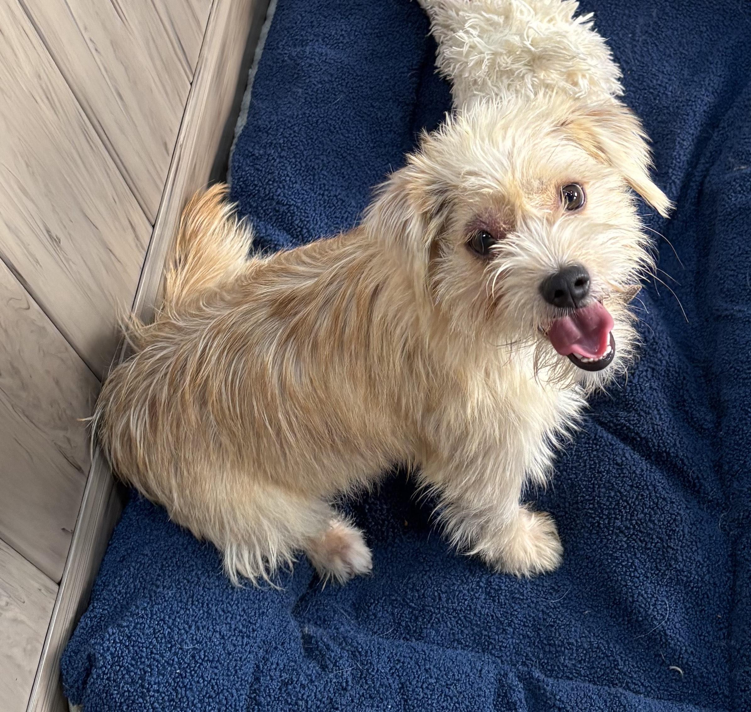 Chris Hemswoof, a Adoptable Terrier in Thousand Oaks, CA image 1/5