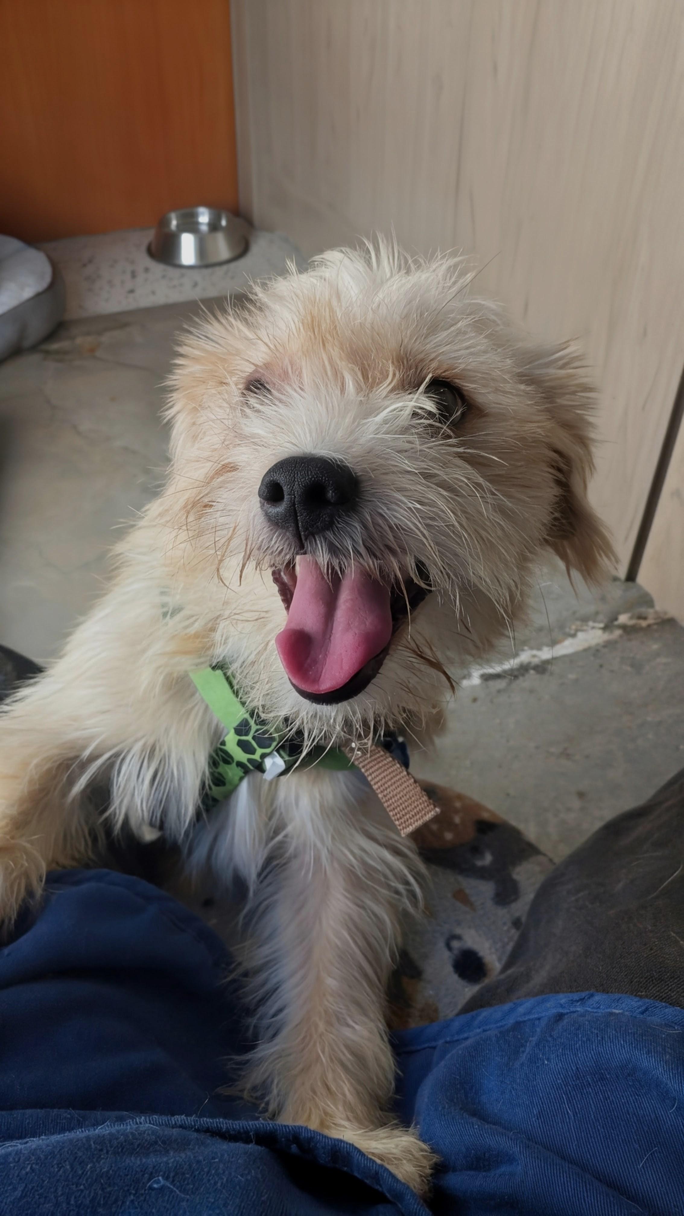 Chris Hemswoof, a Adoptable Terrier in Thousand Oaks, CA image 2/5