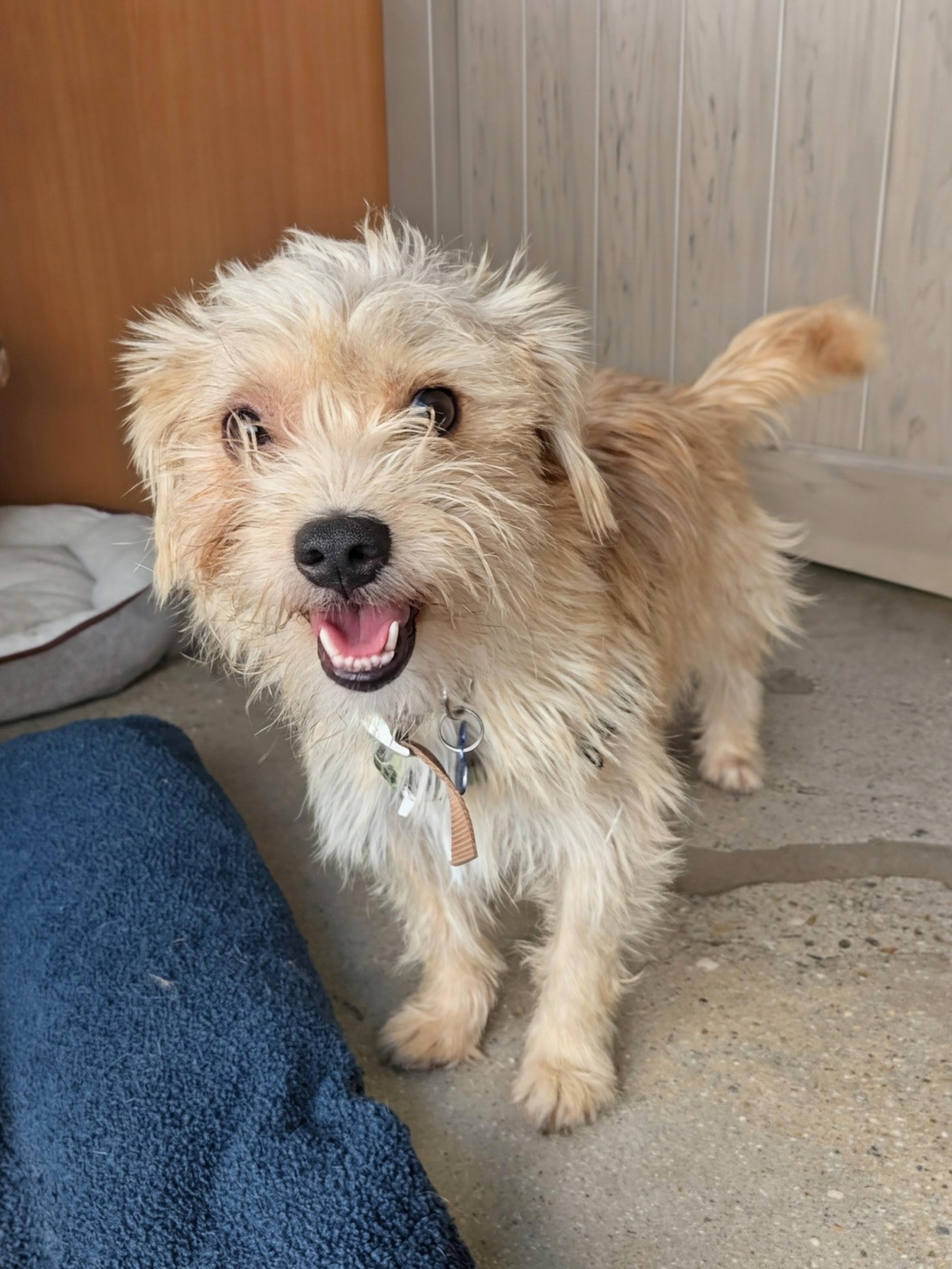 Chris Hemswoof, a Adoptable Terrier in Thousand Oaks, CA image 3/5