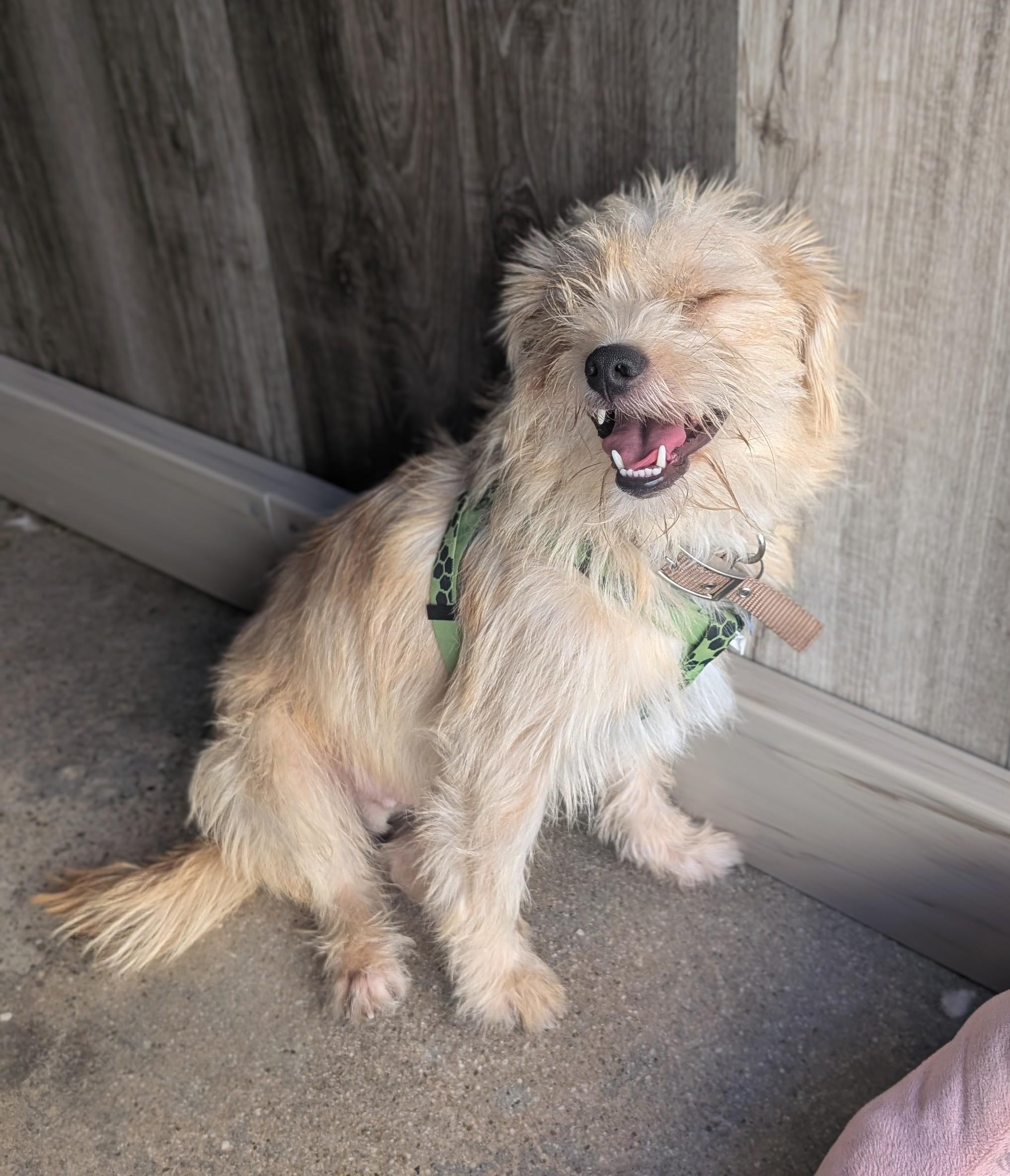 Chris Hemswoof, a Adoptable Terrier in Thousand Oaks, CA image 4/5