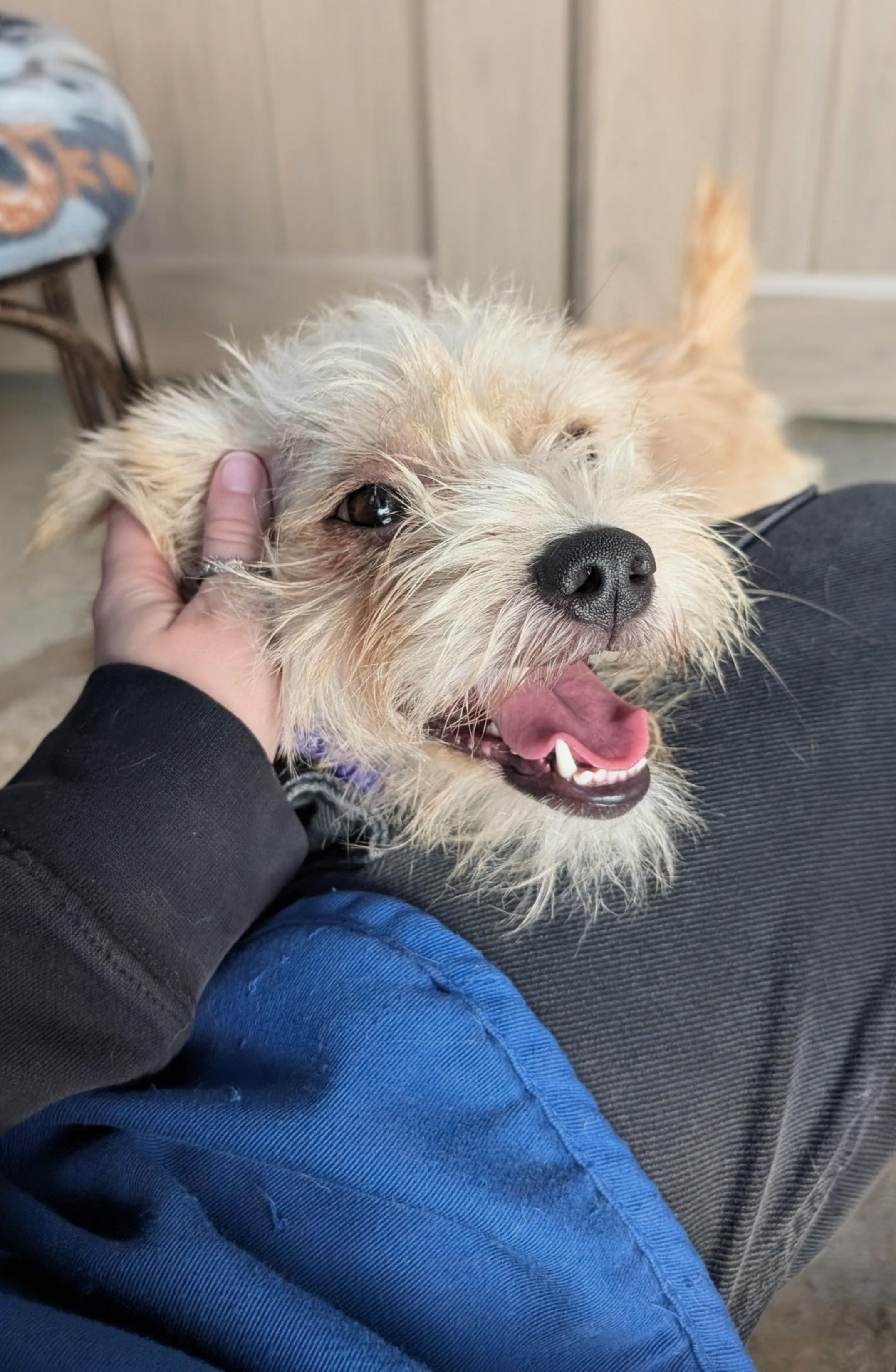 Chris Hemswoof, a Adoptable Terrier in Thousand Oaks, CA image 5/5