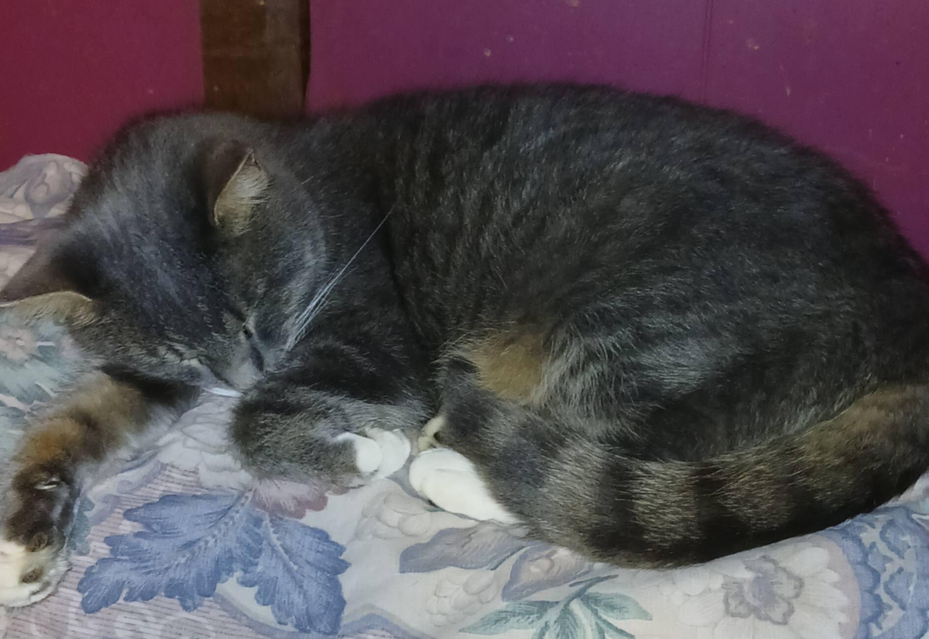 Enlarge Earl West, an adopted Tabby in Somerset, KY image 1/1