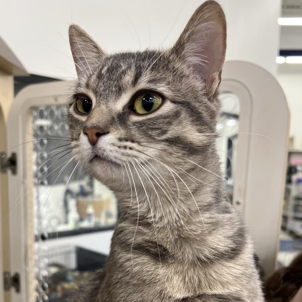 Tiptoe, Adoptable, Young Male Domestic Short Hair.