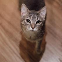 Enlarge Tiptoe, a Adoptable Domestic Short Hair in St. Paul, MN image 3/6