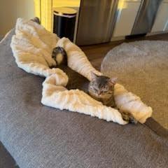 Enlarge Tiptoe, a Adoptable Domestic Short Hair in St. Paul, MN image 4/6