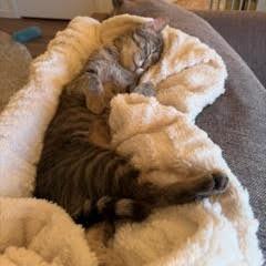 Enlarge Tiptoe, a Adoptable Domestic Short Hair in St. Paul, MN image 5/6