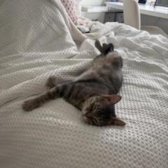 Enlarge Tiptoe, a Adoptable Domestic Short Hair in St. Paul, MN image 6/6