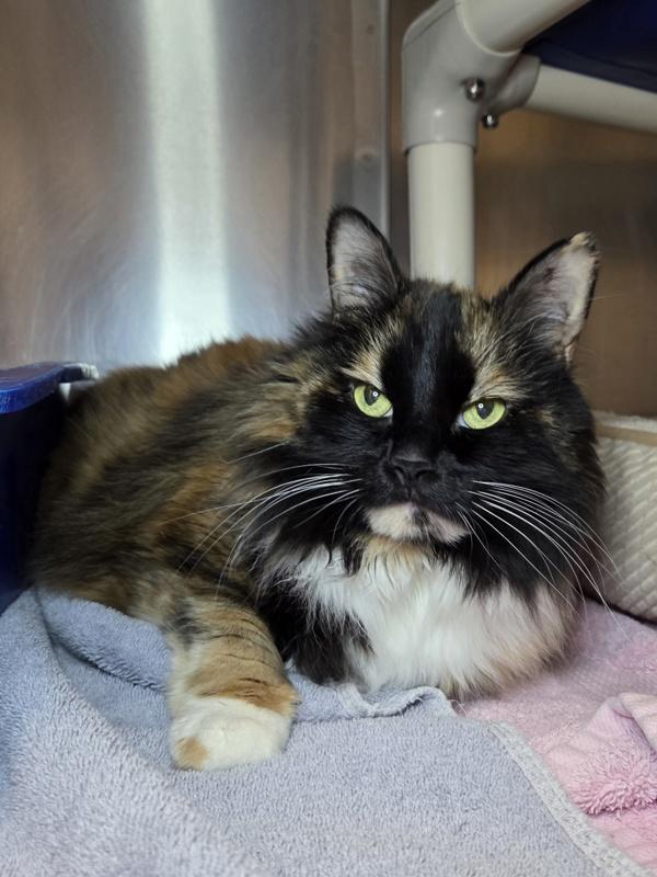 Enlarge Sabrina, a Adoptable mixed breed in Millersville, MD image 1/1