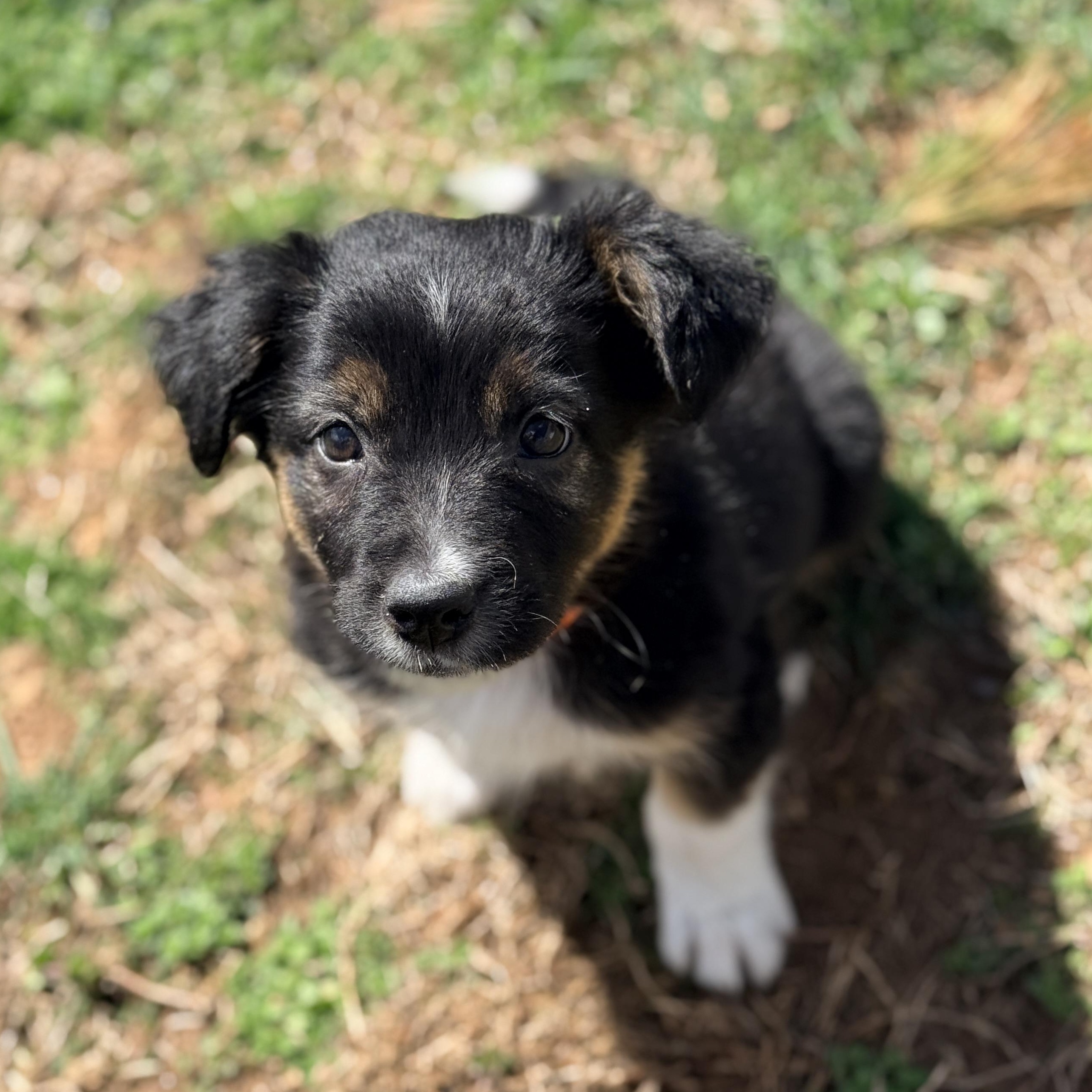 Enlarge Teru, an adopted mixed breed in Columbia, MD image 2/4