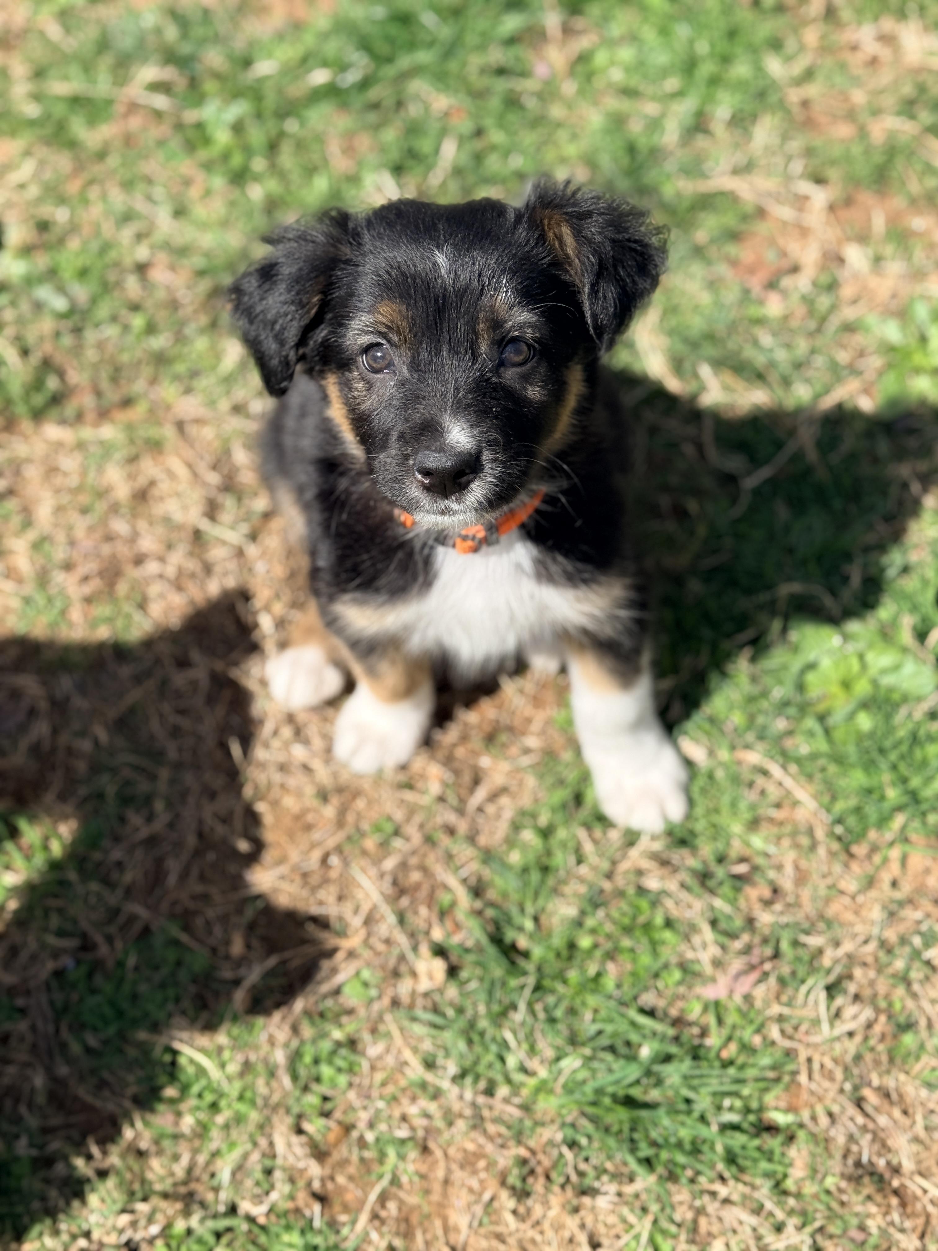 Enlarge Teru, an adopted mixed breed in Columbia, MD image 4/4