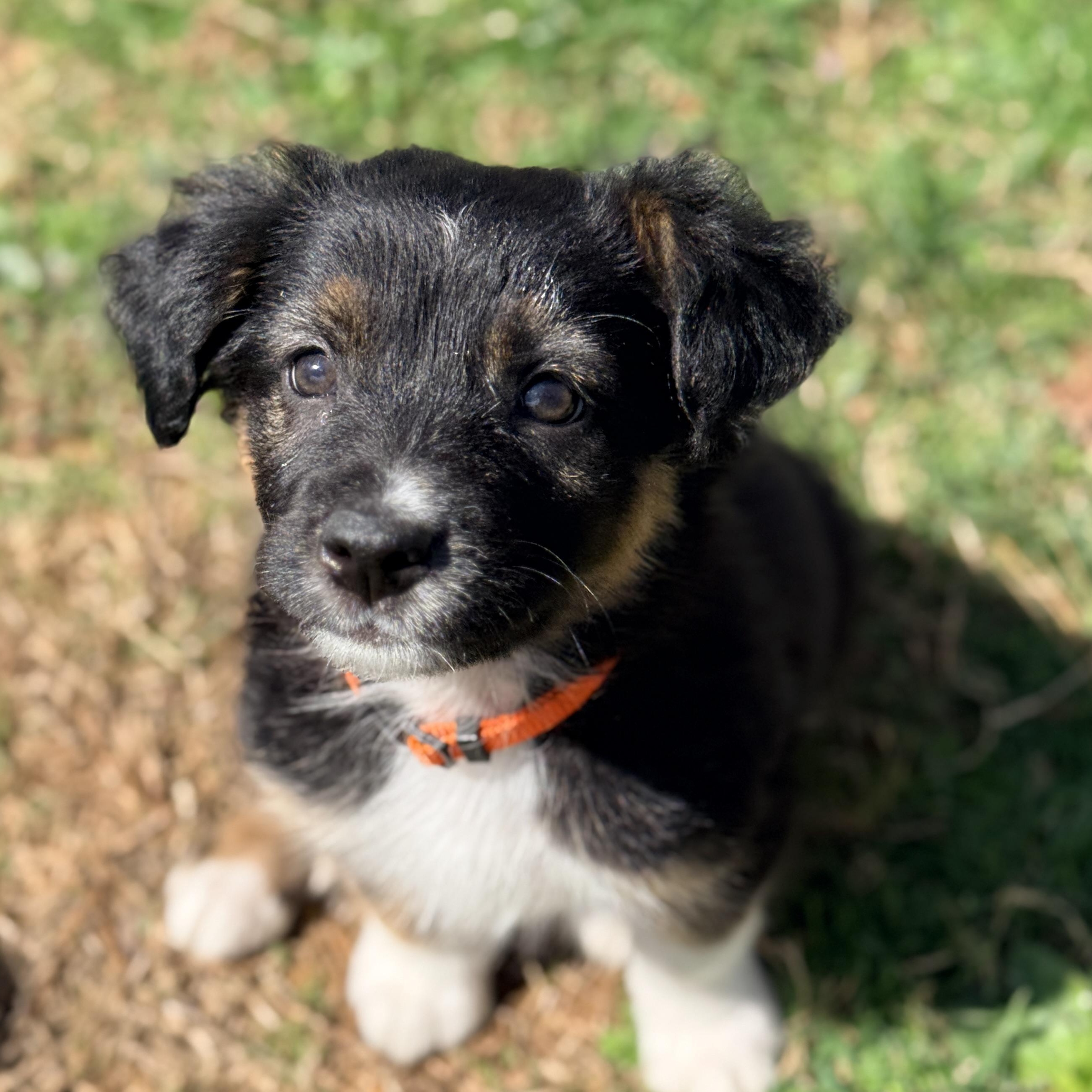 Enlarge Teru, an adopted mixed breed in Columbia, MD image 1/4