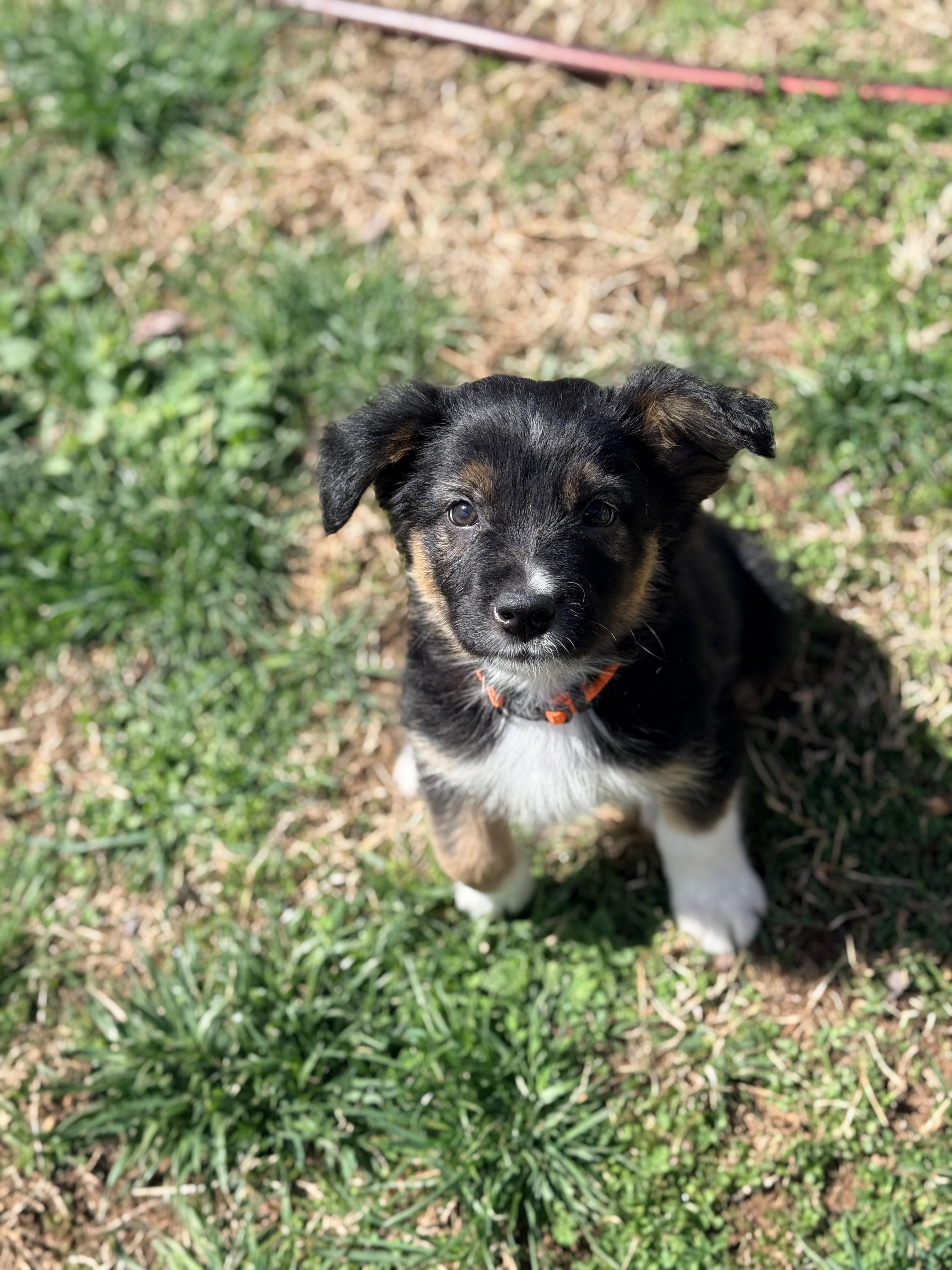 Enlarge Teru, an adopted mixed breed in Columbia, MD image 3/4