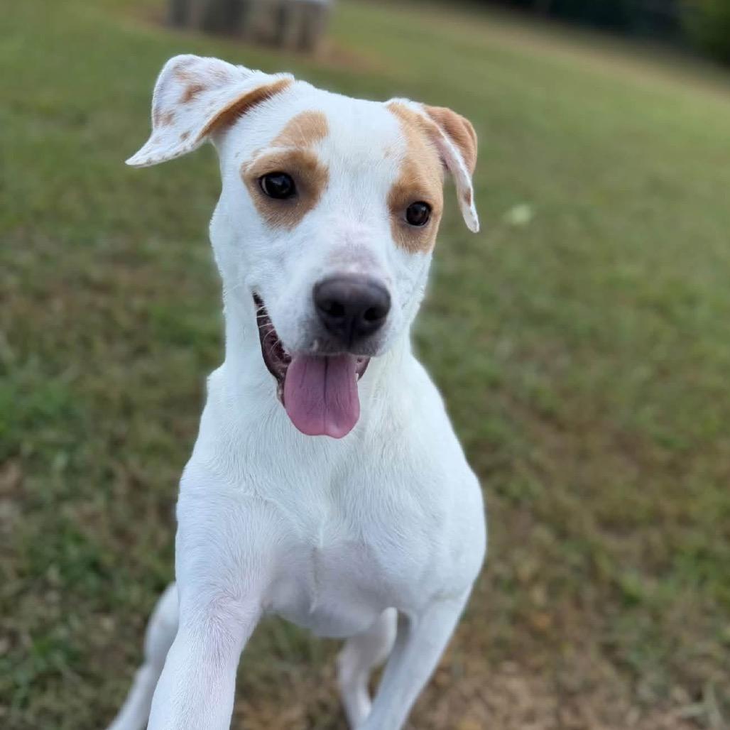 Prudence - 091110U2, Adoptable, Young Female Terrier & Mixed Breed.