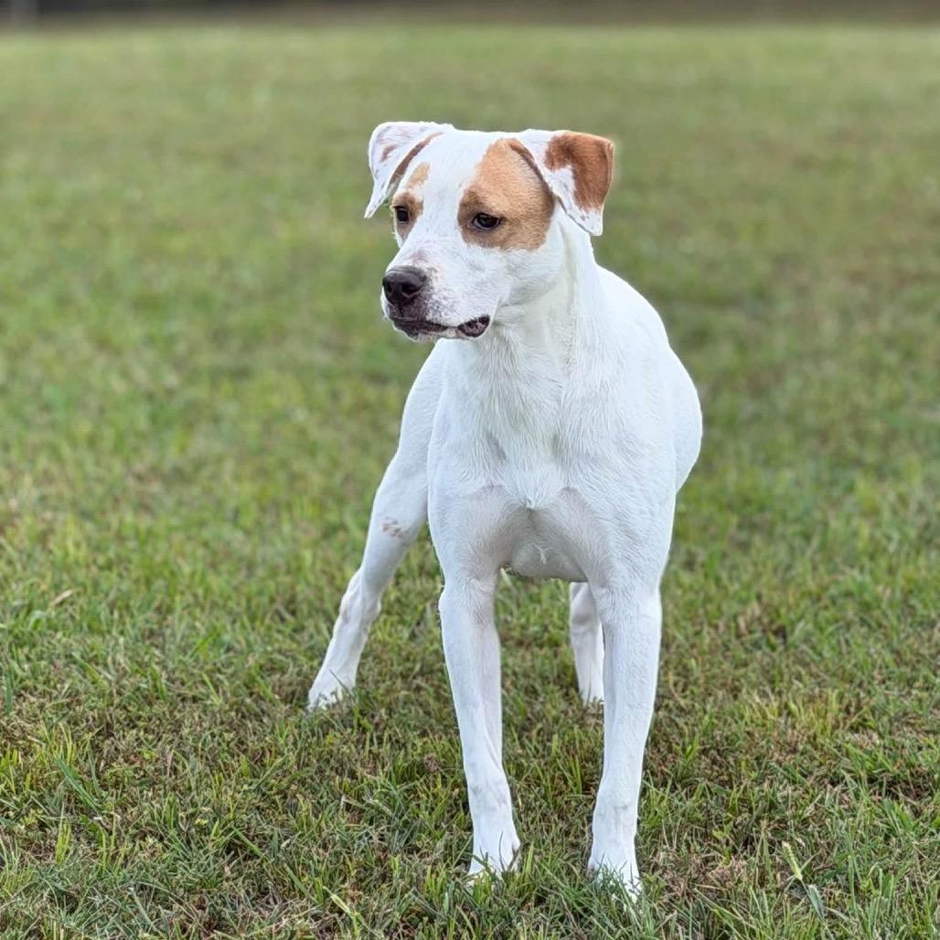 Enlarge Prudence - 091110U2, a Adoptable mixed breed in Tupelo, MS image 2/3