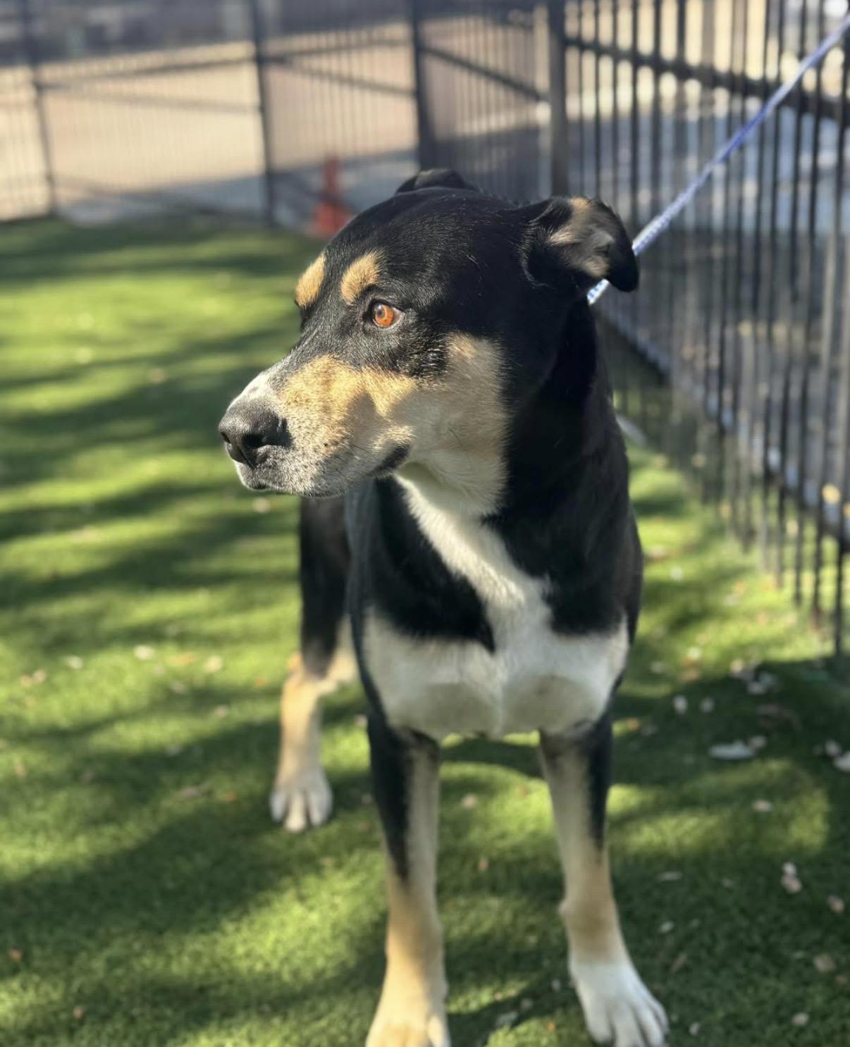 Enlarge Jake, a ADOPTABLE Mixed Breed in Carrollton, TX image 2/5
