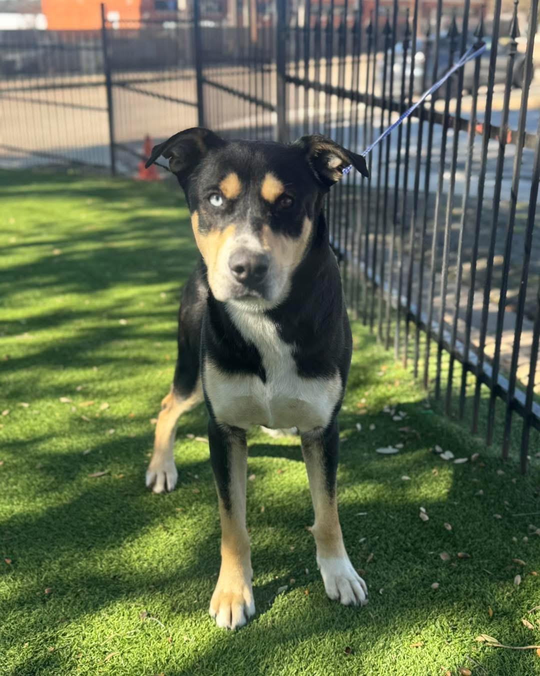 Enlarge Jake, a ADOPTABLE Mixed Breed in Carrollton, TX image 4/5