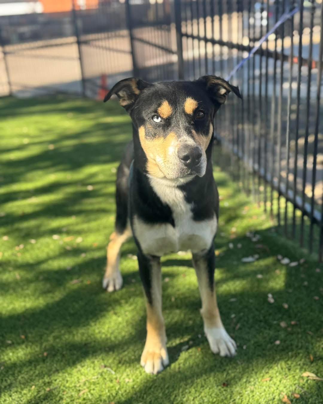 Enlarge Jake, a ADOPTABLE Mixed Breed in Carrollton, TX image 1/5