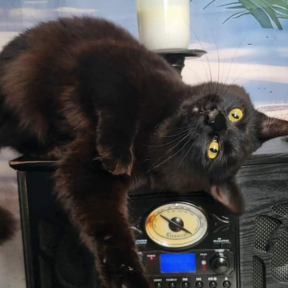 Enlarge Aurora, an adopted Domestic Medium Hair in San Diego, CA image 3/4