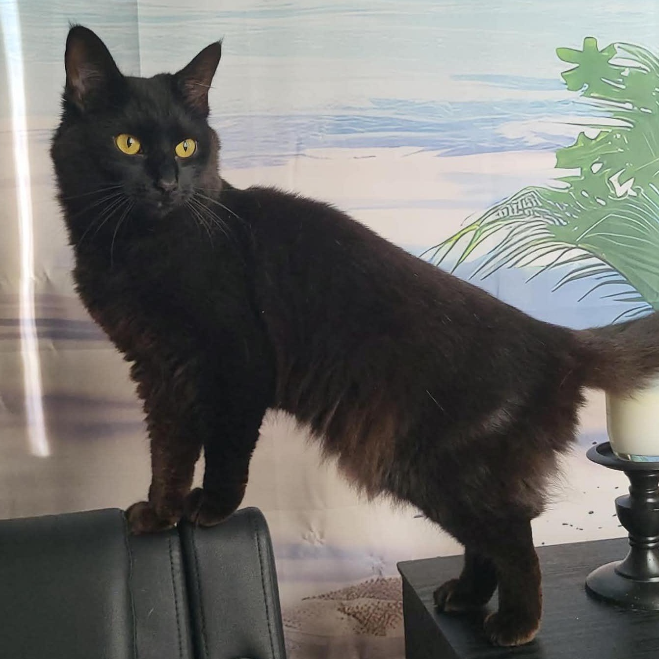 Enlarge Aurora, an adopted Domestic Medium Hair in San Diego, CA image 2/4