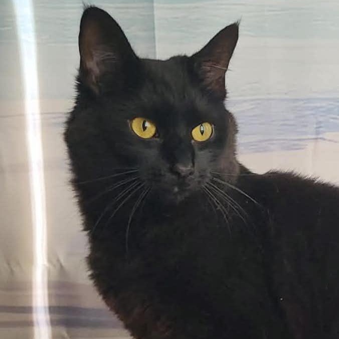 Enlarge Aurora, an adopted Domestic Medium Hair in San Diego, CA image 4/4