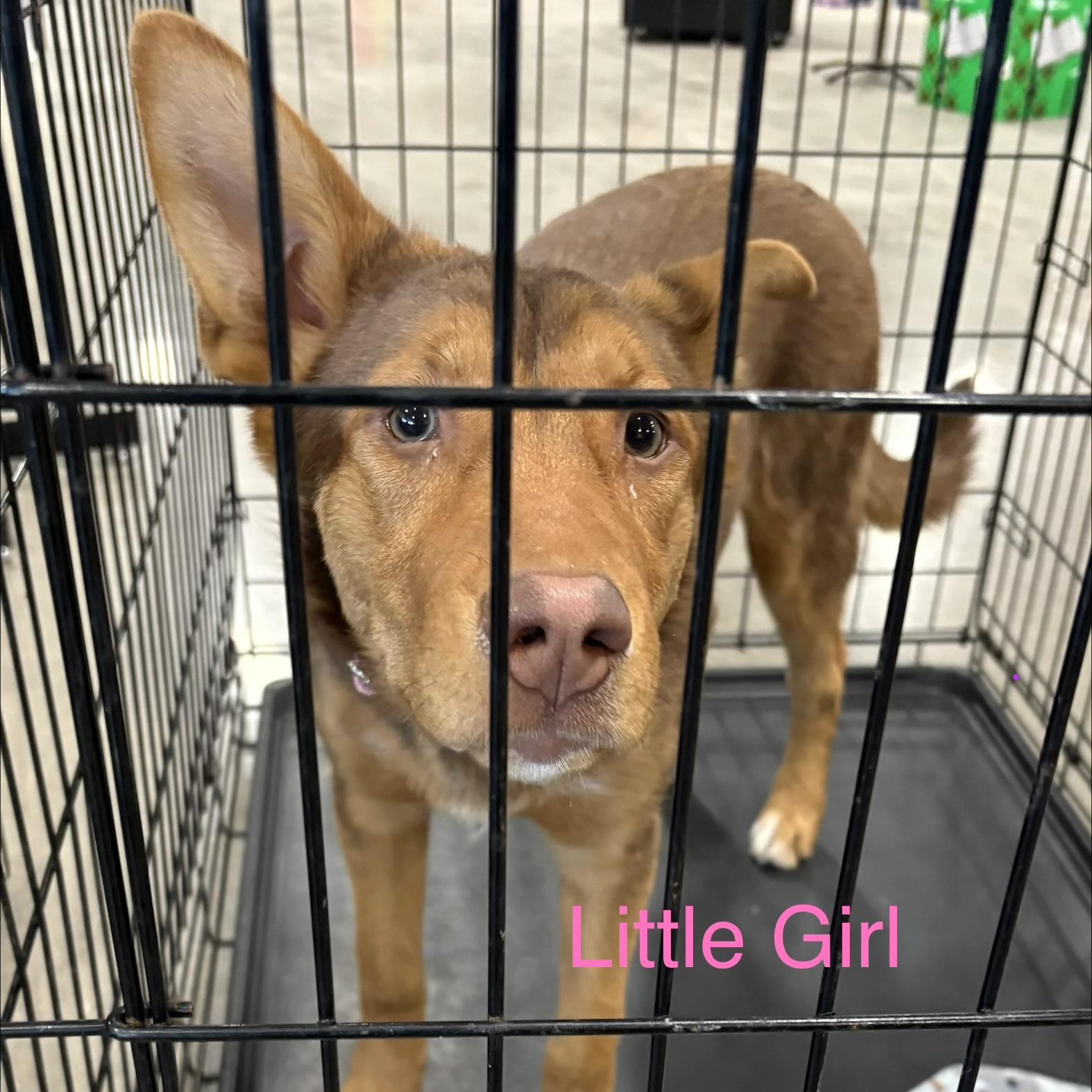 Enlarge Little Girl, a Adoptable mixed breed in Coldwater, MI image 2/2