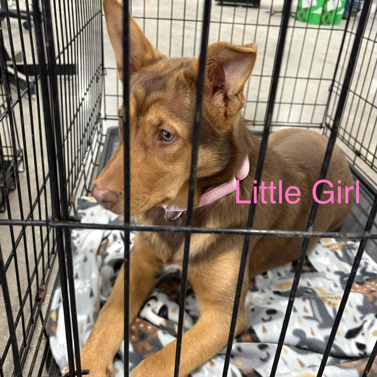 Enlarge Little Girl, a Adoptable mixed breed in Coldwater, MI image 1/2