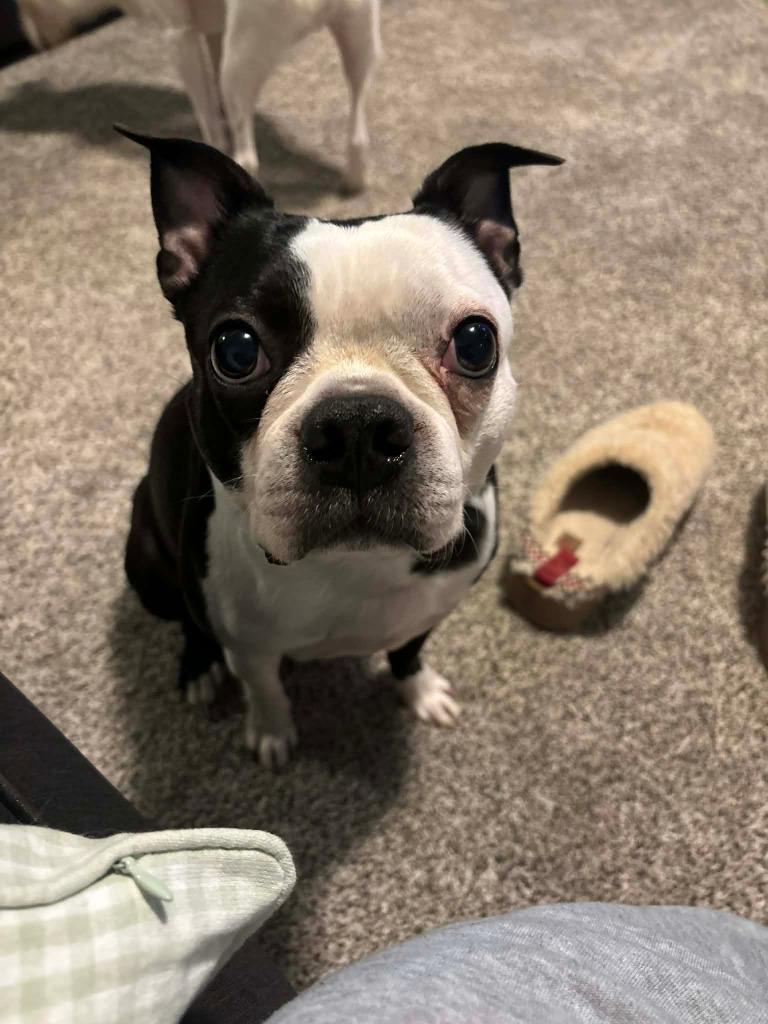 Nori & Frankie, Adoptable, Adult Male Jack Russell Terrier.