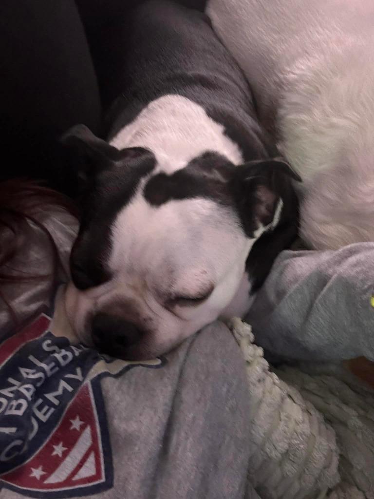 Nori & Frankie, a Adoptable Jack Russell Terrier in Parkville, MD image 4/4