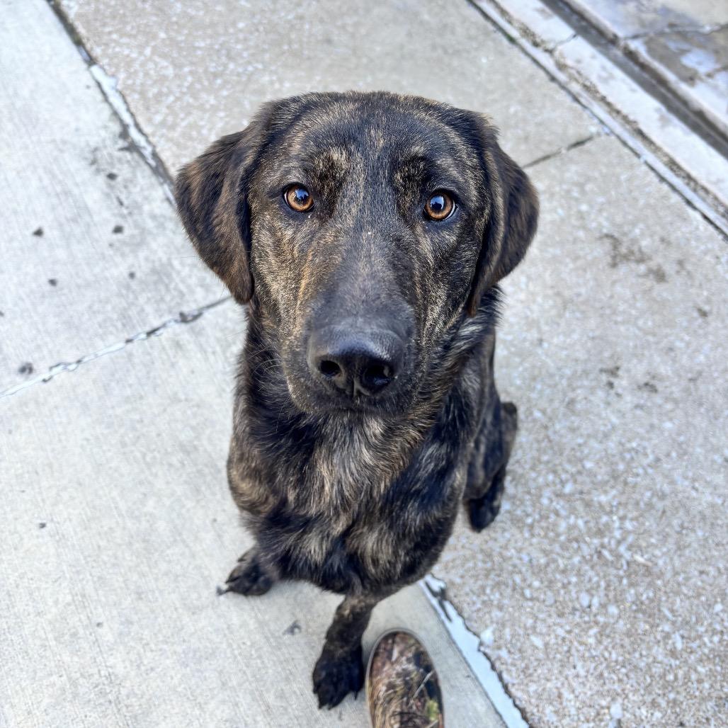 Chewie, Adoptable, Adult Female Hound & Mixed Breed.