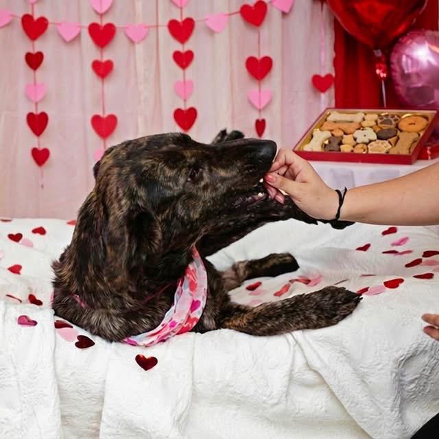 Chewie, Adoptable, Adult Female Hound & Mixed Breed.