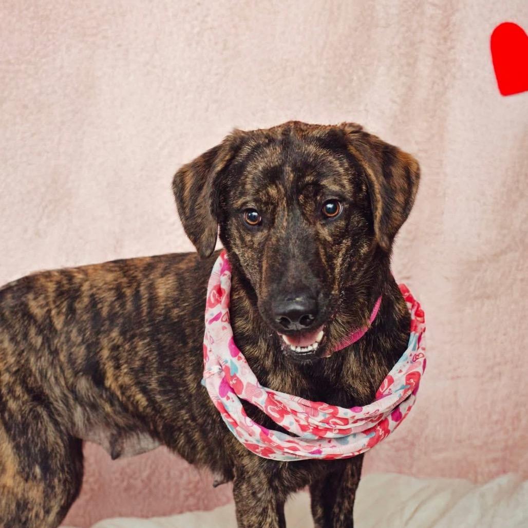 Enlarge Chewie, a Adoptable mixed breed in Belleville, IL image 6/6