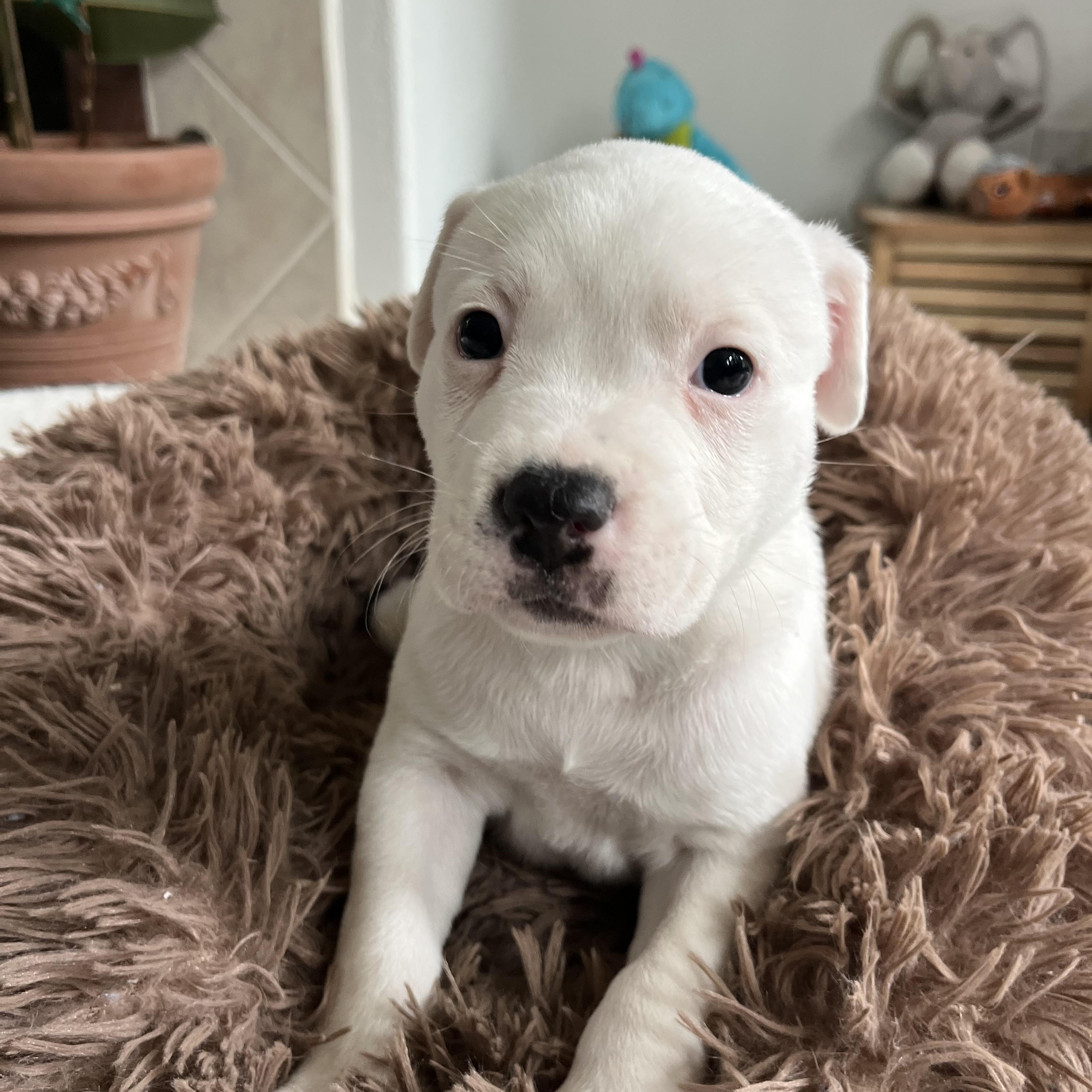Enlarge Mama Paloma pups , a ADOPTABLE mixed breed in Poway, CA image 4/6