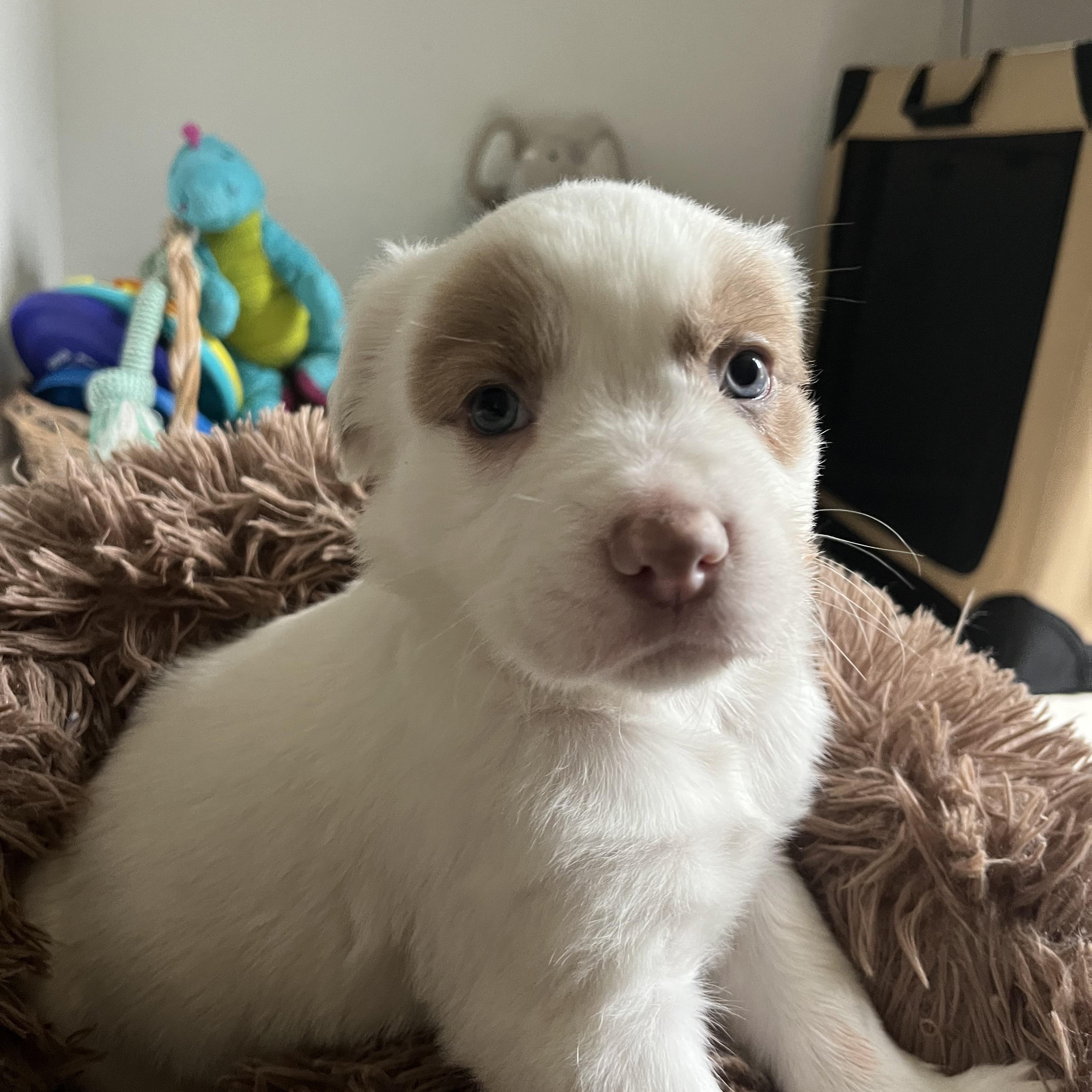 Enlarge Mama Paloma pups , a ADOPTABLE mixed breed in Poway, CA image 1/6