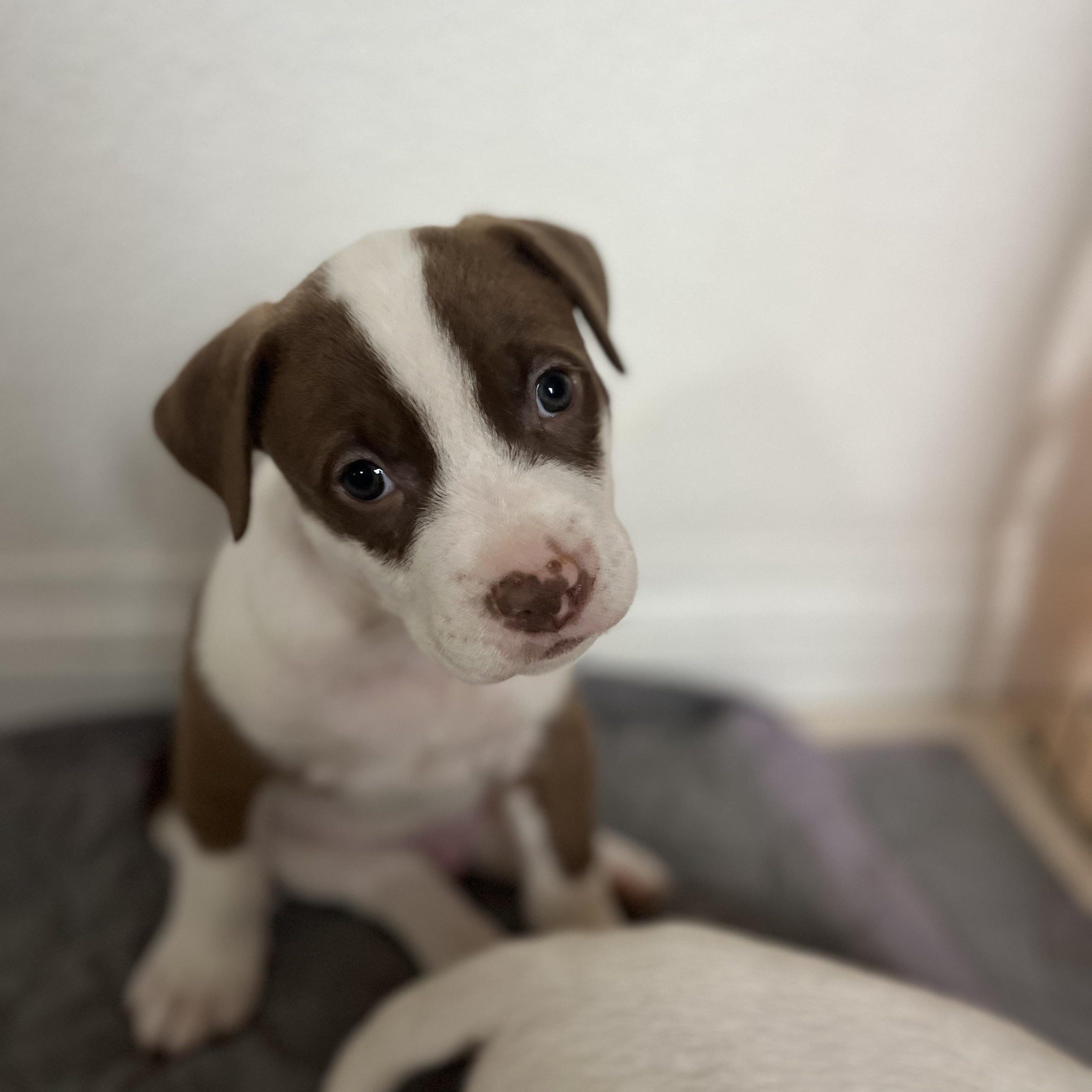 Enlarge Mama Paloma pups , a ADOPTABLE mixed breed in Poway, CA image 6/6