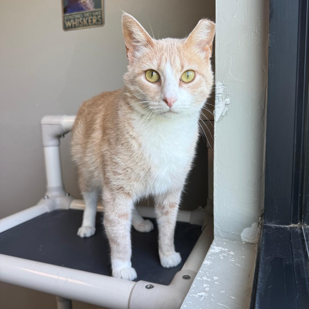 Ms.Jones, a Adoptable Domestic Short Hair in Ponca City, OK image 1/2