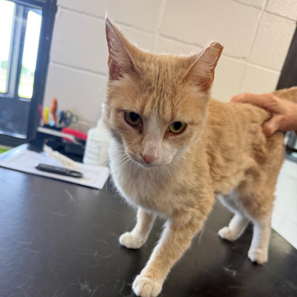 Ms.Jones, Adoptable, Adult Female Domestic Short Hair.