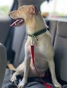 Lucy and/or Vida (urgent need out of boarding!) 3