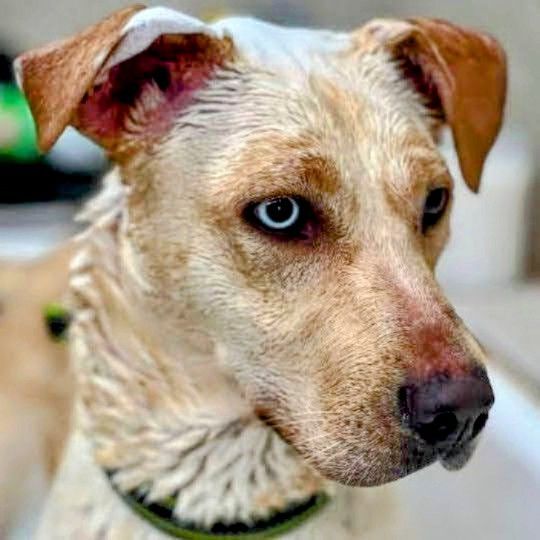 Lucy and/or Vida (urgent need out of boarding!) 4