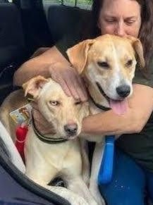 Lucy and/or Vida (urgent need out of boarding!) 5